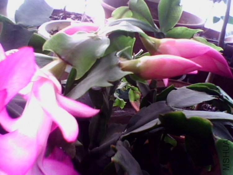 IMG0059A.jpg