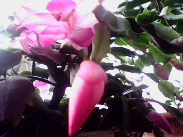 IMG0056A.jpg