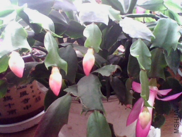 IMG0057A.jpg