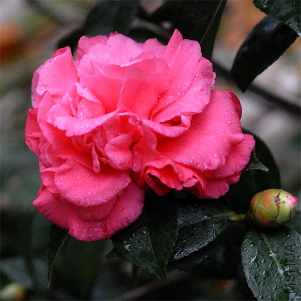 ��ĵ��20111105_12_72.jpg