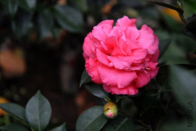 ��ĵ��20111105_13_72.jpg