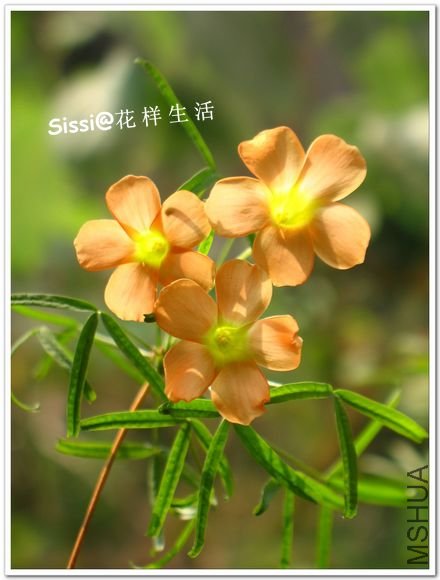 ��ϸ�� ��.jpg