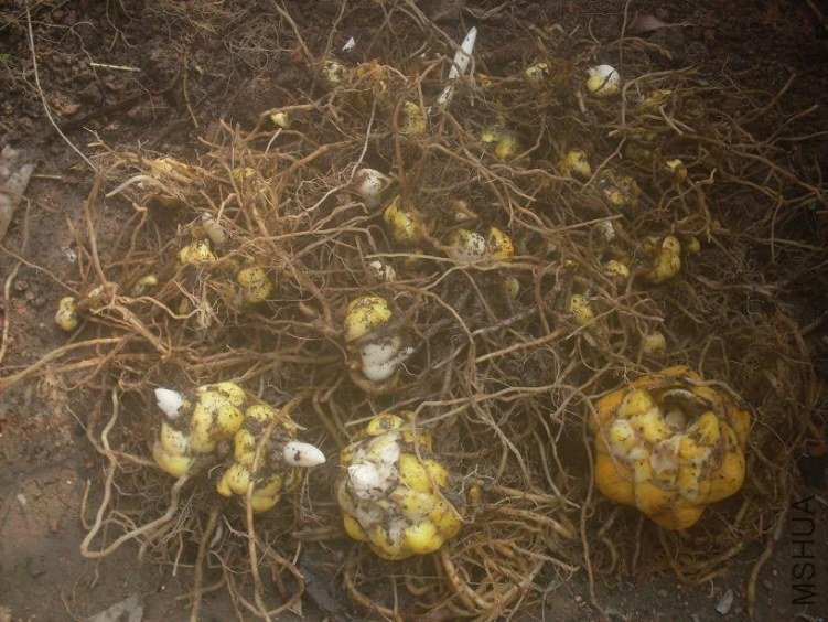 ��������ֳ����СС��������ѽ