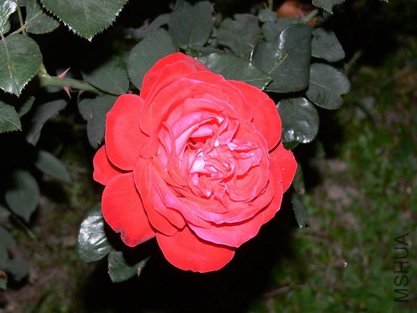 p1299546726.jpg