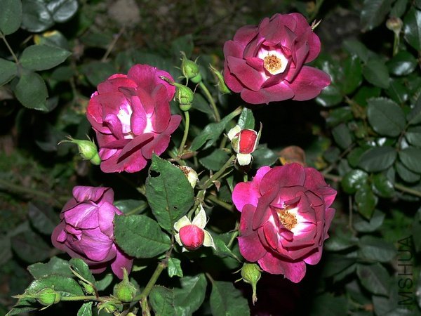 p1299545586.jpg