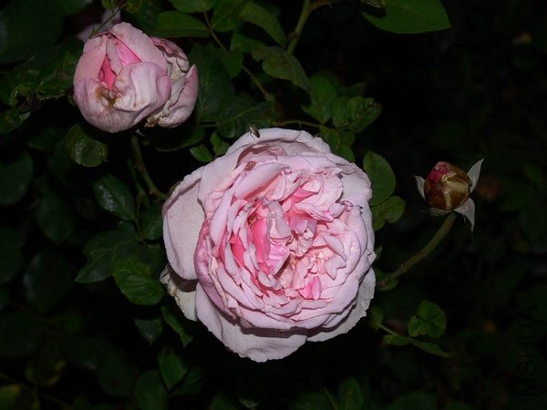 p1299545301.jpg