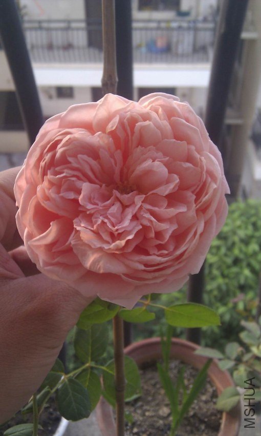 ������С IMAG0212.jpg
