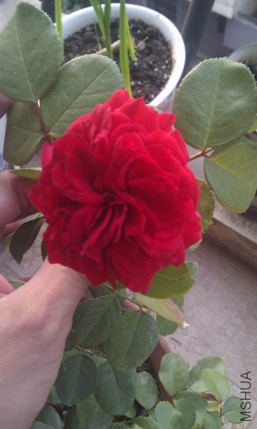 ������С IMAG0213.jpg