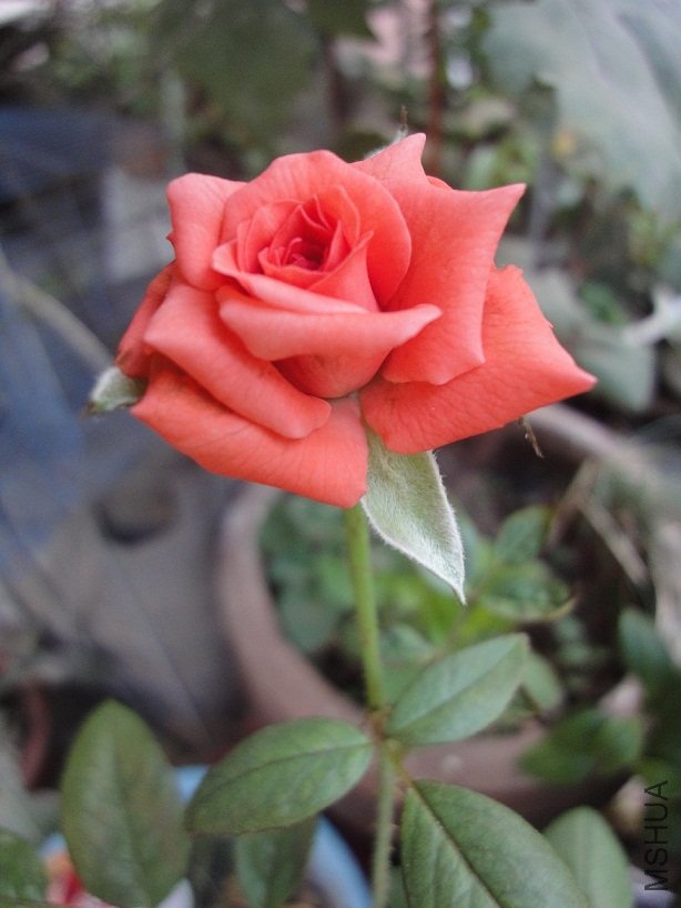 DSC00392.JPG