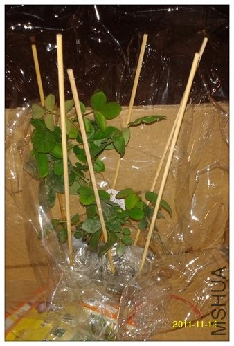 2011-11-14 22.53.48.jpg