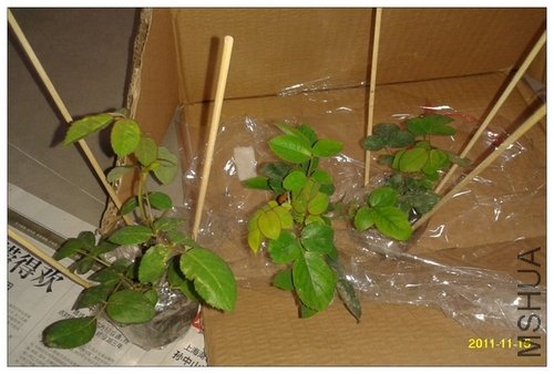 2011-11-15 18.37.27.jpg