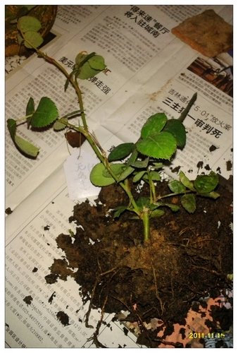 2011-11-15 18.40.01.jpg