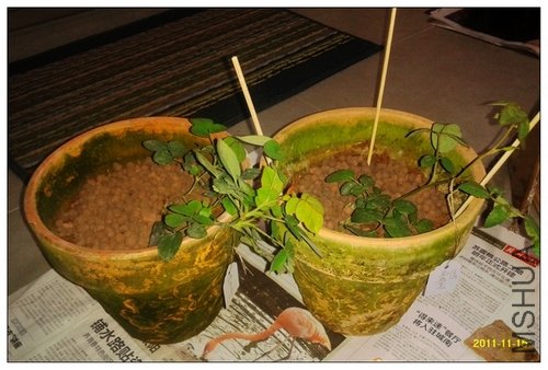 2011-11-15 18.52.57.jpg