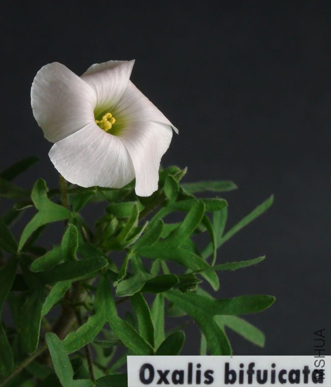 20111116 oxalis bifuicata Y��.jpg