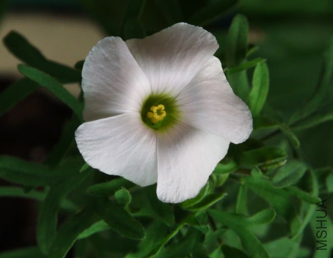 20111116 oxalis bifuicata Y��2.jpg