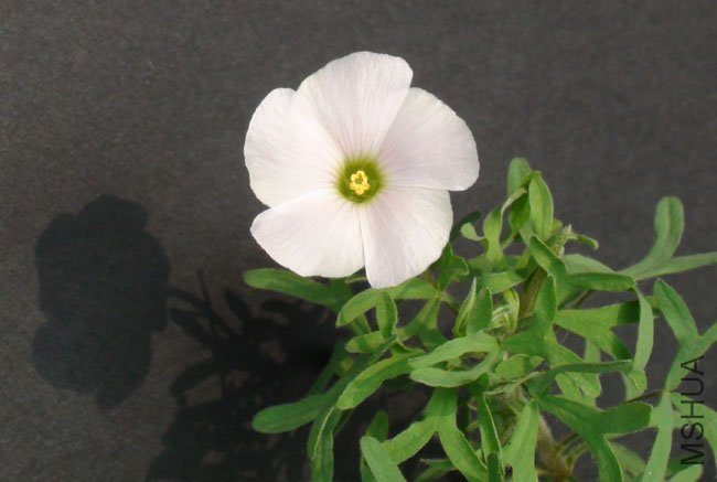 20111116 oxalis bifuicata Y��3.jpg