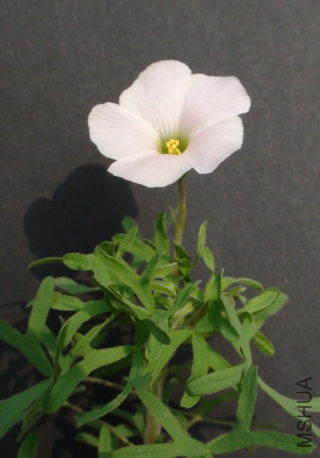 20111116 oxalis bifuicata Y��4.jpg