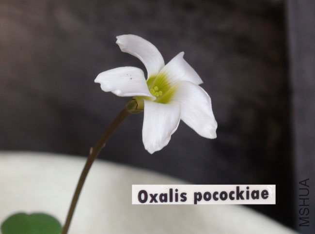 20111116 oxalis pocockiae.jpg