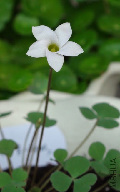 20111116 oxalis pocockiae2.jpg