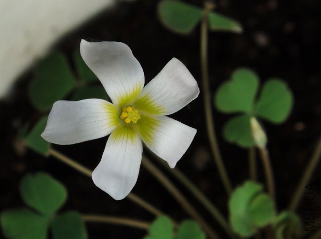 20111116 oxalis pocockiae3.jpg
