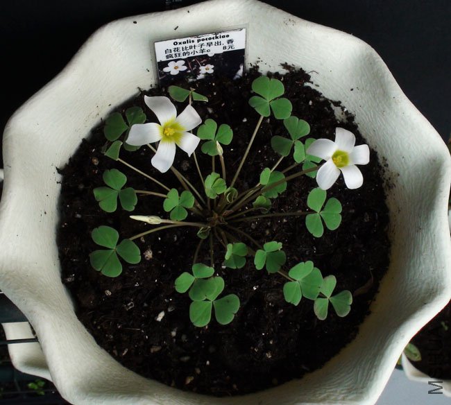 20111116 oxalis pocockiae4.jpg