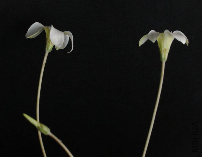 20111116 oxalis pocockiae5.jpg