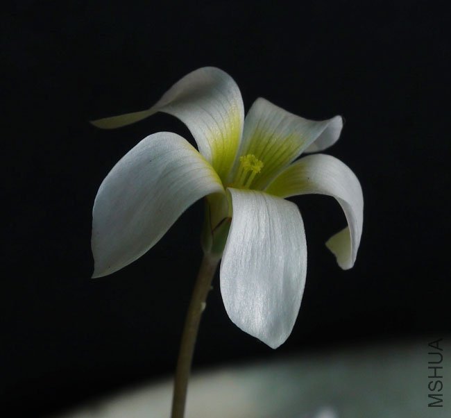 20111116 oxalis pocockiae6.jpg