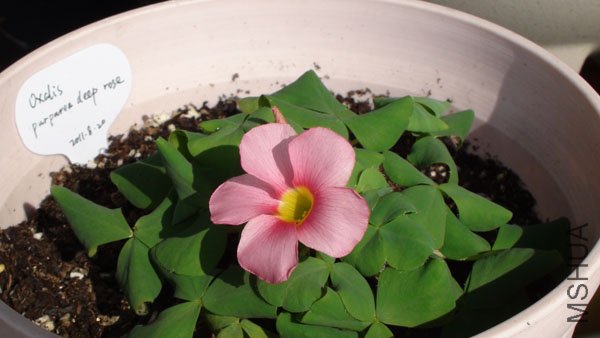 20111116 oxalis purpurea deep rose.jpg