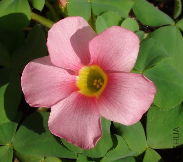 20111116 oxalis purpurea deep rose2.jpg