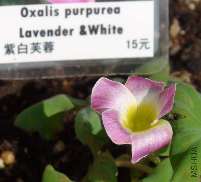 20111116 oxalis purpurea lavender & white.jpg