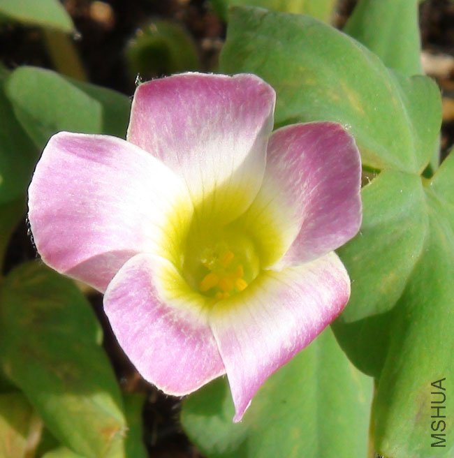 20111116 oxalis purpurea lavender & white2.jpg