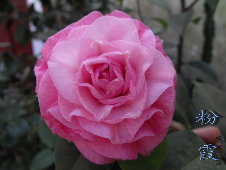 DSCF1033-1.jpg
