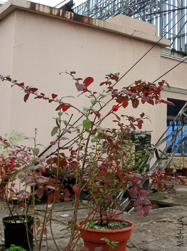 PICT0012.JPG