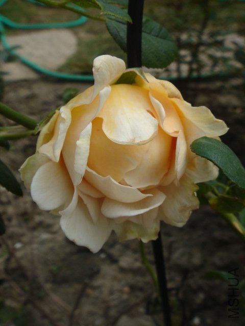 DSC03786.JPG