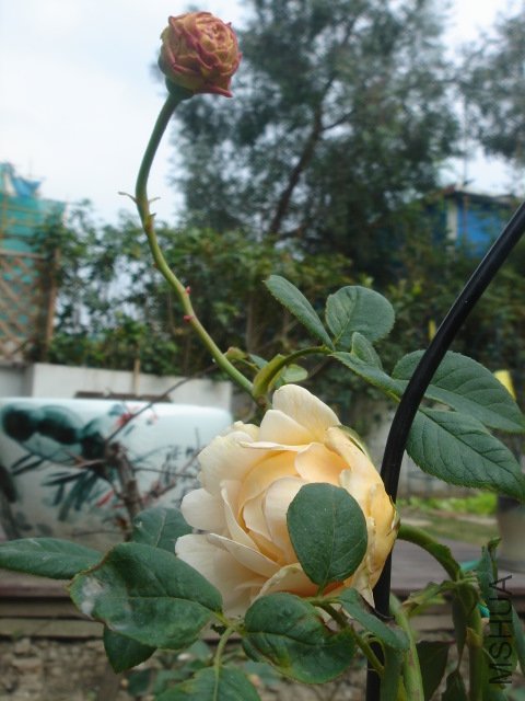 DSC03789.JPG