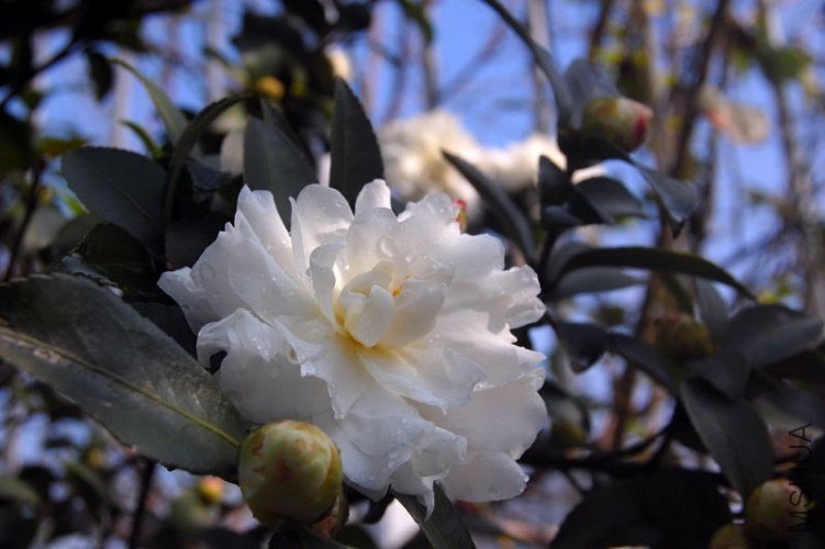 DSC_01300130.JPG