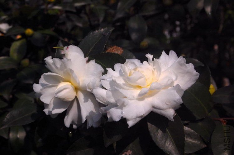 DSC_01240124.JPG
