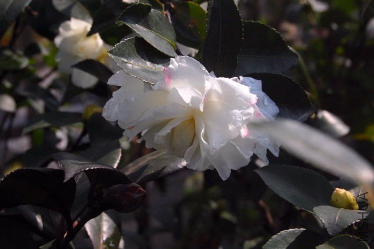 DSC_01380138.JPG