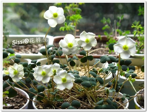 Oxalis obliquifolia 1.jpg