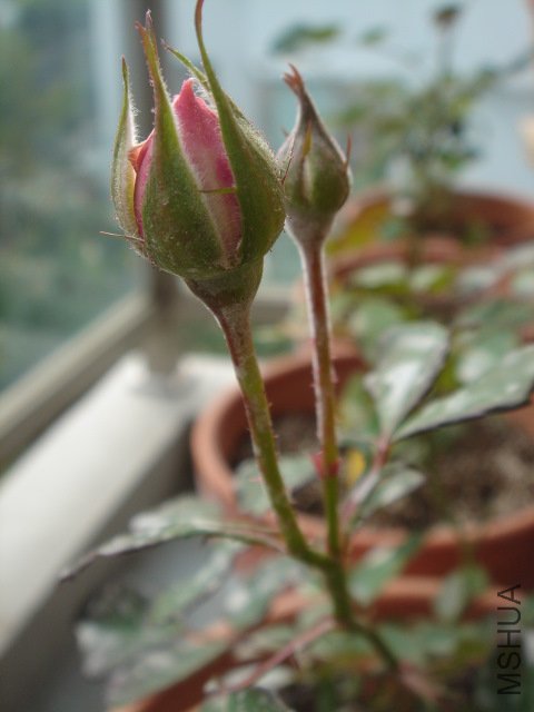 DSC03784.JPG