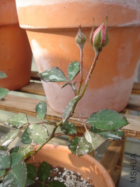 DSC03785.JPG