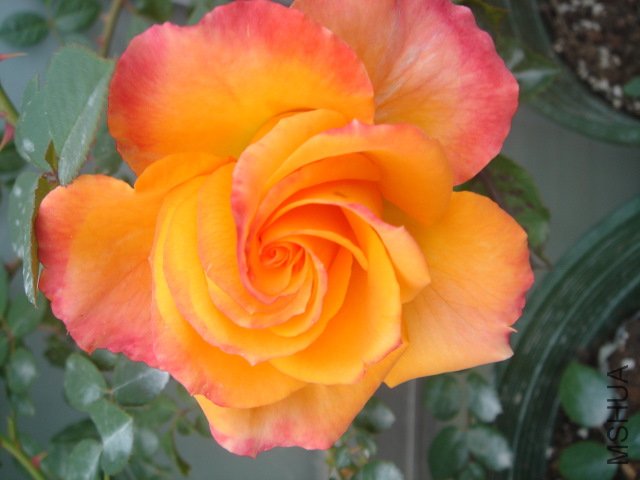 DSC03776.JPG