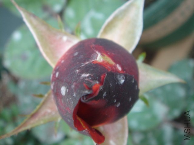 DSC03778.JPG