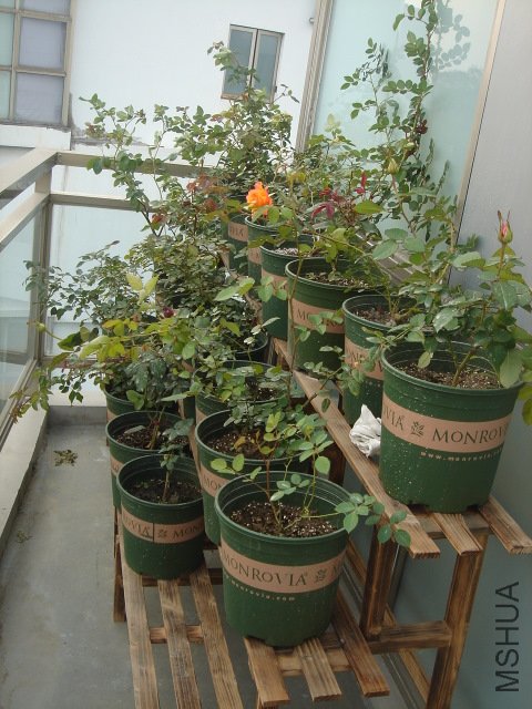 DSC03780.JPG