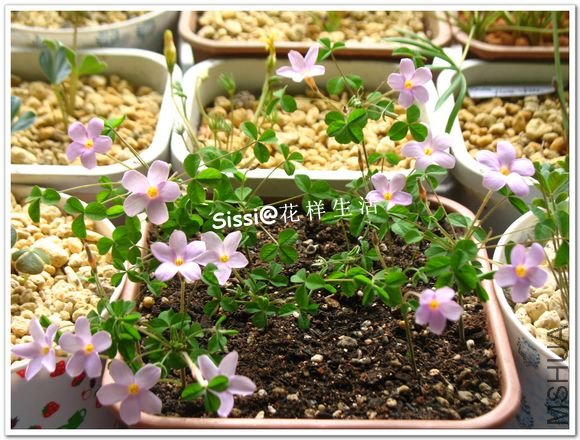 Oxalis nidulans 1.jpg