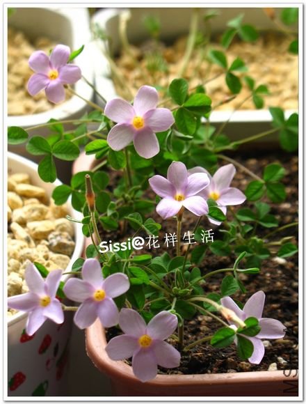 Oxalis nidulans.jpg