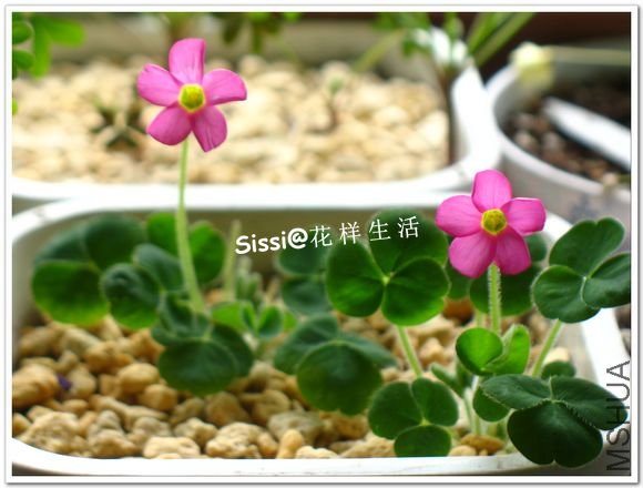 Oxalis imbricata 1.jpg