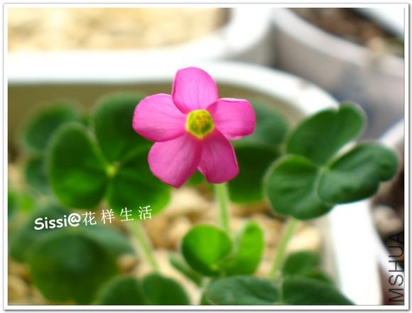 Oxalis imbricata 2.jpg