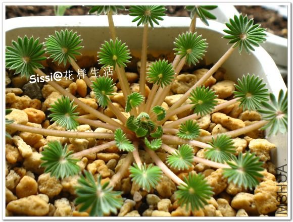 ����� 1.jpg