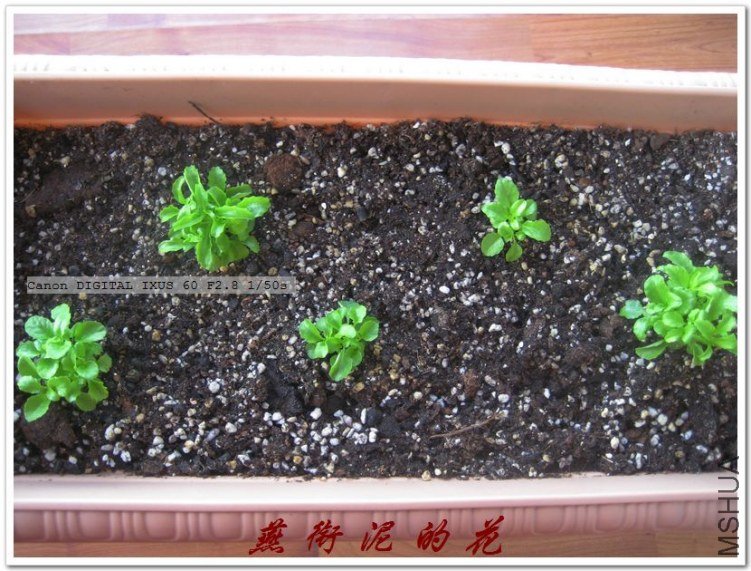 2009Ԫ�£�������̨�̷ʺ��� 077.jpg